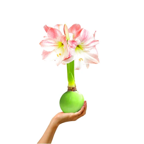 Gardenuity Mint Waxed Amaryllis Flower Bulb with Apple Blossom Blooms - Extra Large, 4-12 Blooms, No Water or Planting Needed – Gift Ready for Spring & Easter (1 Pack)