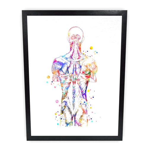 Dignovel Studios 8X10 Unframed Back Muscle Human Anatomy Watercolor Art Print Poster Medical Science Orthopedic Surgery Skeleton Chiropractor Clinic Office Wall Décor DN737