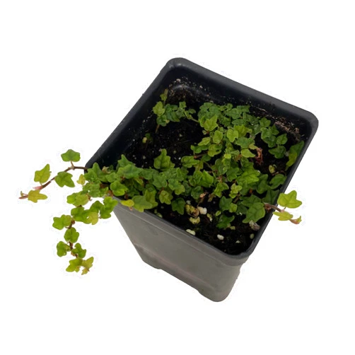 Hirt's Gardens Mini Oakleaf Creeping Fig - Ficus quercifolia -Terrarium/Fairy Garden - 2.5