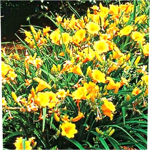SmartMe Hemerocallis - Stella DE ORO Daylily (1) Rooted Foliage~ Yellow Bloom