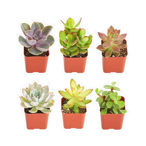 Shop Succulents | Unique Collection of Live Succulent Plants, Hand Selected Variety Pack of Mini Succulents | Collection of 12