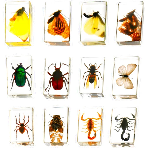 Pokiphip 12 Pcs Insect in Resin Collection - Educational Bugs Specimen Set for Kids, Perfect for Preschool, Classroom Science, and Home Displays