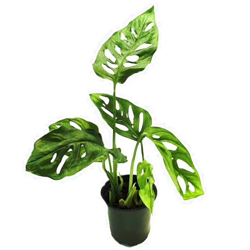 Hirt's Gardens Swiss Cheese Plant - Monstera adansonii - 4