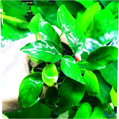 Greenpro Anubias Nana Potted Live Aquarium Plant Easy 100% Snail Free Guanteed