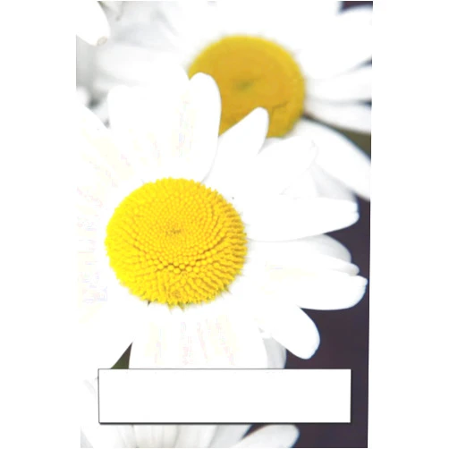 By Lora Lei (Author) Daisies (Flowers by BlueMarble)