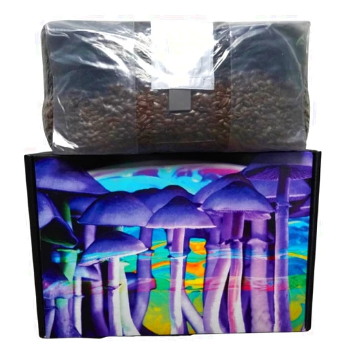 MushroomSpawnStore.com 6 Pound Mushroom Grow Bag - All in One Grow Kit in A Bag - Sterilized Grain Spawn and Bulk Substrate - Injector Port - (Pack of 1)