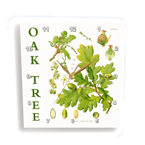 3dRose Wall Clock Silent - 13 inch - Oak Tree Parts Vintage Nature Art - Woods Forest Woodland Theme Print - Herbs