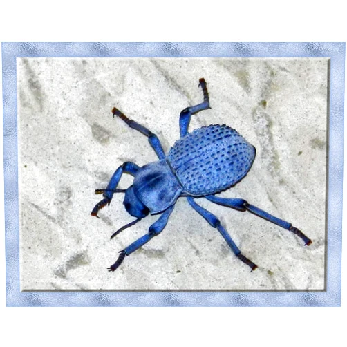 Insectsales.com Live Desert Ironclad Beetle - Blue Death Feigning Beetle - Educational and Fun - Easy Care!