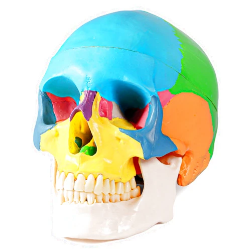 Annhua Human Colored Skull Model 3-Part Anatomical Skull Model Life Size, Anatomy Didactic Exploded Head Skull Model Colorful for Medical Students, Art Reference and Medical Study