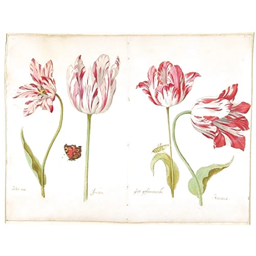 Posterazzi Four Tulips: Boter man Joncker Grote geplumaceerde and Voorwint Poster Print by Jacob Marrel, (8 x 10)