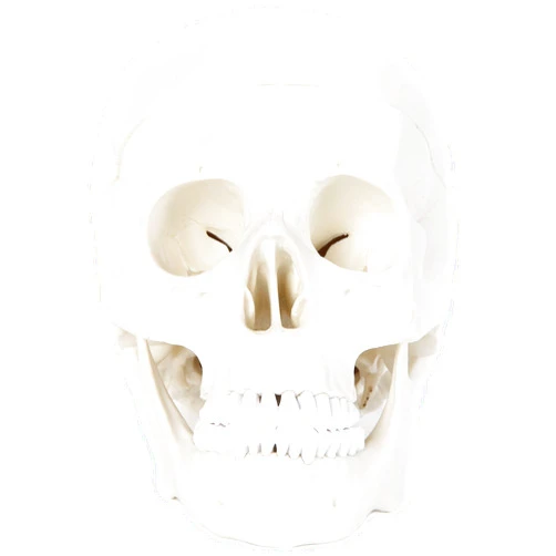 Anatomy Lab Human Skull Model, 3 Part Life Size Anatomical Human Skull Model for Anatomy, Features Removable Skull Cap (Calvaria), Articulating Jaw (Mandible), and Base of Skull for Educational Study