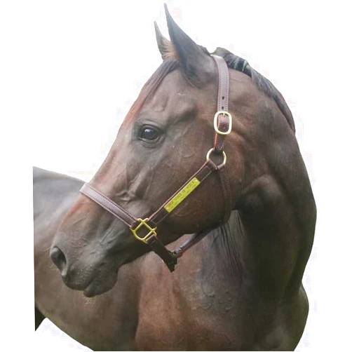 Tack Shack of Ocala Turnout Leather Halter for Horses with Customized Engraved Name Plate | Brown Leather with Solid Brass Hardware | Fixed Chin, Double Buckle Crown