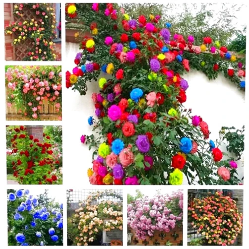 BULBORIUM 100PCS Mix Color Climbing Rose Seeds Mixed Rare Vine Heirloom Seeds