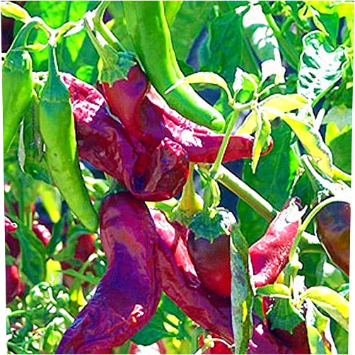Unknown NuMex R Naky Hot Pepper Seeds - Excellent for Roasting or Stuffing. (25 - Seeds)