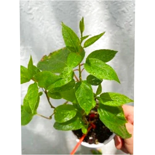 Generic Young Kiwi Plant - Actinidia Arguta Cold Hardy Kiwi Plant - Self Fertile - Starter Plant - USDA Zones 4-8