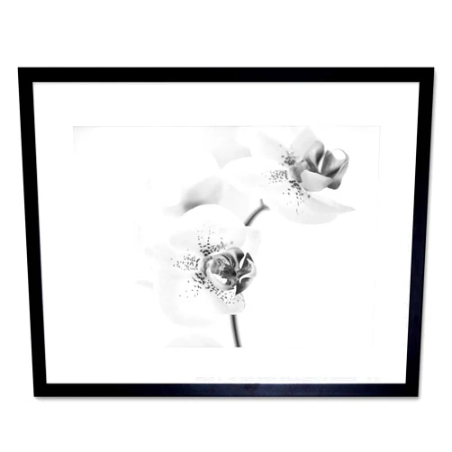 Wee Blue Coo The Art Stop Photo Nature Plant Orchid Flower Black White Framed Print F12X4368