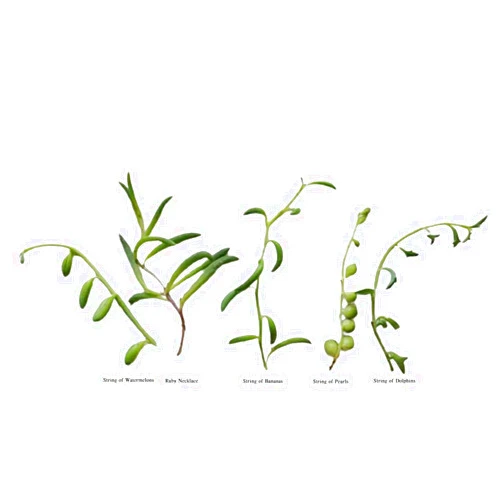 FOLIAGEMS No Root Plant cuttings for Home Office Decor (5 Different String Plant cuttings)