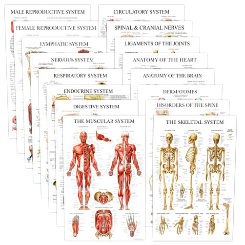 Palace Learning 16 Pack - Anatomical Posters - Laminated - Muscular, Skeletal, Digestive, Respiratory, Circulatory, Endocrine, Lymphatic, Male & Female, Nervous, Spinal Nerves, Anatomy Charts - 18