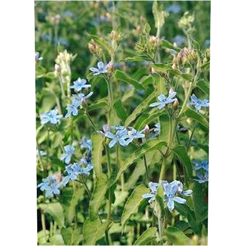 Hazzard's Oxypetalum (Tweedia) Heavenborn 100 Seeds
