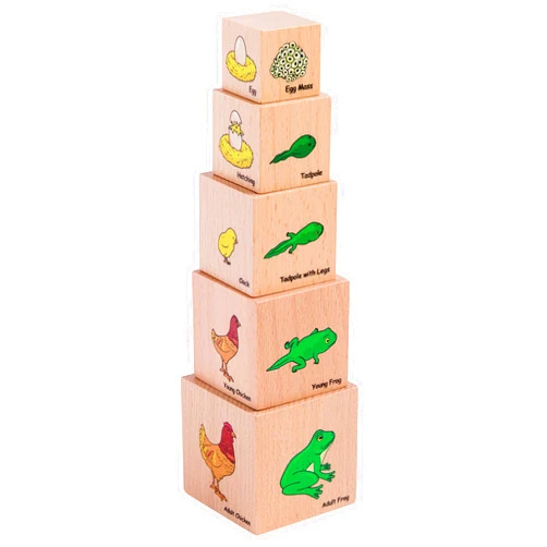 THE FRECKLED FROG Life Cycle Wooden Blocks - Set of 5 - Ages 12m+ - Science Toys for Toddlers - Explore 5 Stages of the Moth, Butterfly, Chicken, Frog