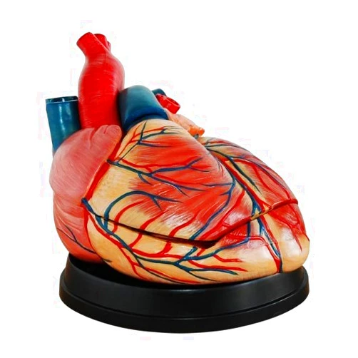 DOC.ROYAL Human New Style Jumbo Heart Simulation Model Medical Anatomy Type:DR-XF-107