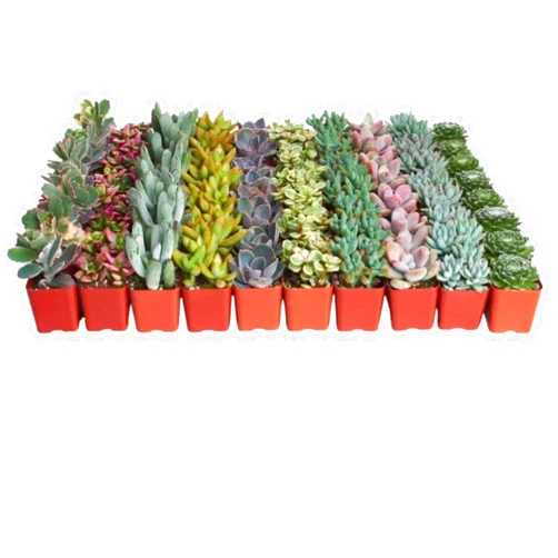 Shop Succulents Pastel Succulent Plant Pack Bulk Collection - Live Mini Succulent Plants, Low Maintenance, Bright & Serene Colors & Textures - Wedding and Party Favors, Gift & Garden, Pack of 40