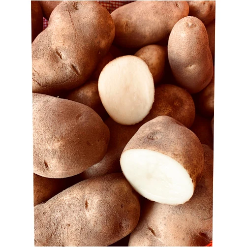 KEJORA Russet Potatoes (NON GMO-Gluten Free) Produce of USA - 4 LBS