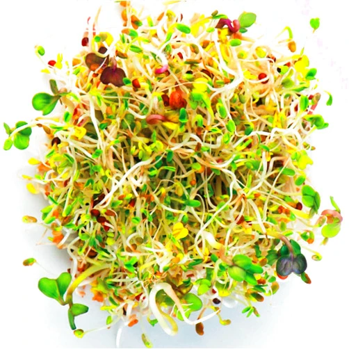 Todd's Seeds Superfood, Beginner's Sprouting Seed Mix for Microgreens, 1 LB, Heirloom, Non-GMO, Purple Kohlrabi, Collards, Radish Seeds, Turnip and Broccoli Seeds Salad Mix (1 Pound)