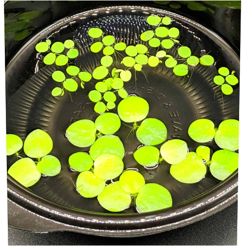 HIRO AQUATICS 6 Mini Amazon Frogbit + 6 Water Spangles Combo, Betta Fish Aquarium Floating Plants for beginners
