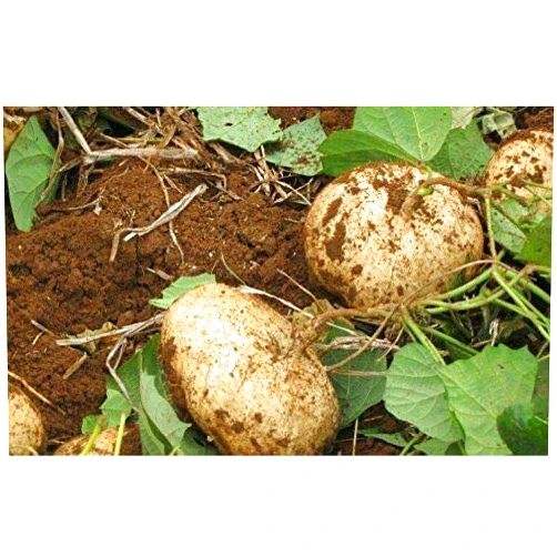 BmoreSpicy.com Jicama Mexican Yam Bean 5 - 1000 Seeds Pachyrhizus Erosus Sweet & Crunchy Bulk (5)