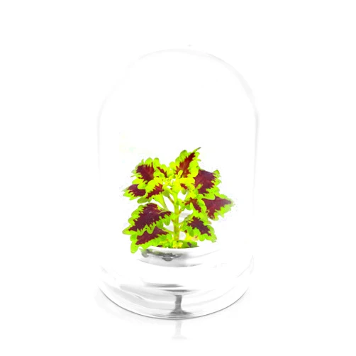 Bloomify Rainbow Floral Terrarium - Self Grow, Maintenance Free -Coleus - 4