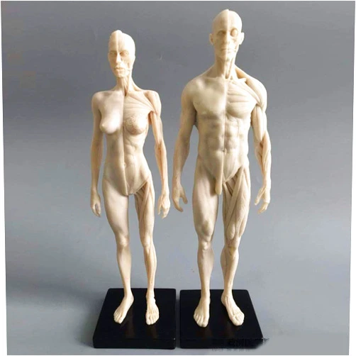 TMDel 11inch Human Anatomical Model Art Mannequin Musculoskeletal Structure of Painting Sculpture White Body （Male+Female ）