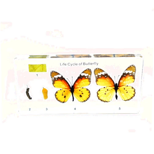 FUNSXBUG Lifecycle of a Butterfly in Resin Block Paperweight Paperweights Science Classroom Specimens for Science Education
