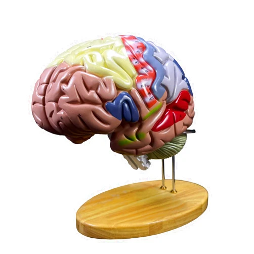 JUJNE 1:2 Medical Anatomical Human Brain Model Lab Biology Teaching Learning Tool Cerebral Cortex Nerve 4 Parts for Science Classroom Study Display Teaching Learning Tool