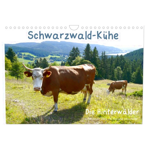 CALVENDO Schwarzwald-Kühe - Die Hinterwälder (Wandkalender 2025 DIN A4 quer), CALVENDO Monatskalender