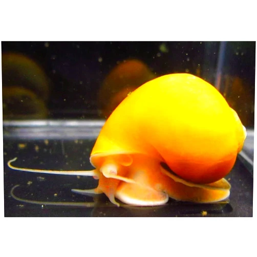 Aquarium Plants Discounts Golden Mystery Snail - 1/2