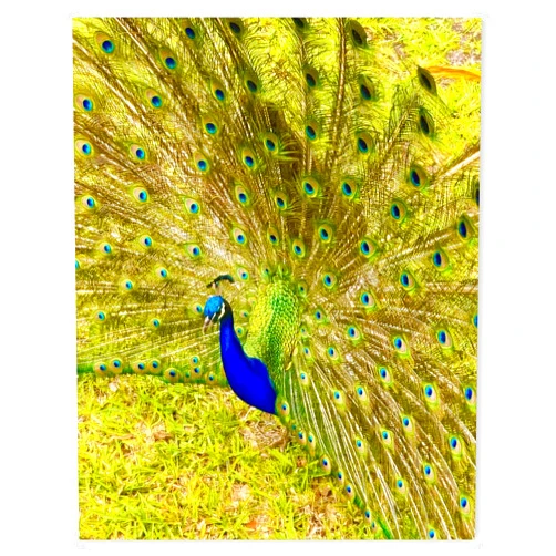 Just So Posh Peacock Wall Art Poster Photo Print, Ideal For Home or Office, Great For Pet, Bird or Peacock Lover, 11 inch x 14 inch, Unframed