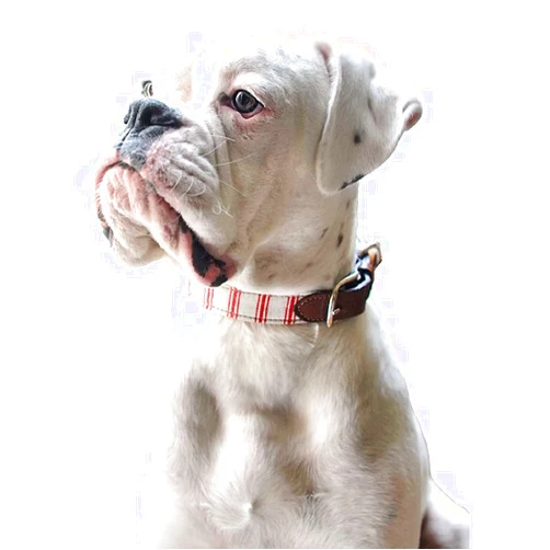 MANUKS 5D Round Full Diamond Painting Kits for Adults Kids Cute White Boxer Dog Round Crystal Rhinestone Diamond Embroidery Arts Craft for Home Decoration 12x16 inch