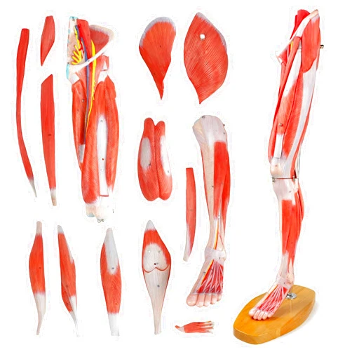 EVOTECH SCIENTIFIC EVOTECH Human Leg Musculature Anatomy Model, 25 inch 2/3 Life Size 14 Pcs Removable Leg Anatomy Model W/Numbered Structures Showing Muscles Major Blood Vessels Nerves for Medical Student Lab Classroom