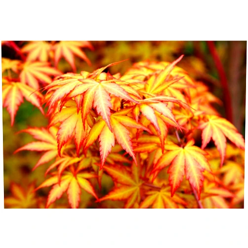 Japanese Maples and Evergreens Little Sango Dwarf Coral Bark Japanese Maple Acer palmatum 'Little Sango' Coral Red Bark is Bright Red, Year Round Beauty Live Plant