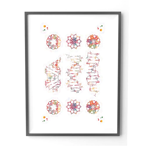 Custom DNA Science Art Genetics Wall Art DNA helix conformation watercolor A-form B-form and Z-form of DNA, DNA Science Art Photo,434