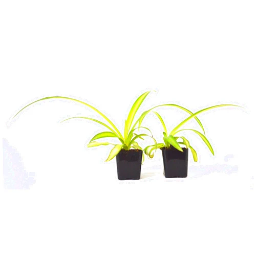 9GreenBox - Ocean Spider Plant - Easy to Grow - Cleans The Air - New - 2 Pack