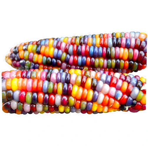 Harley Seeds 100 Glass Gem Corn Seeds Non-GMO Popcorn Delicious Jewel-Toned Glass-Like Kernels Grown in USA Rare Ornamental and Edible HARLEY SEEDS Zea mays