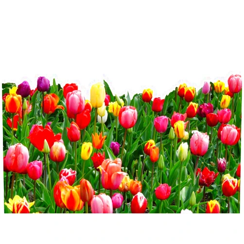 Daylily Nursery 20 Landscape Mixture Tulip Bulbs - Tulipa Triumph