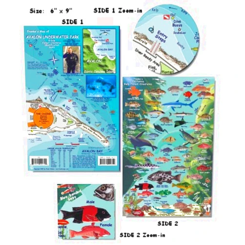 Franko Maps Avalon Underwater Park Fish ID for Scuba Divers and Snorkelers