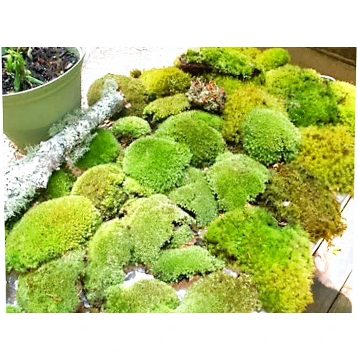 Appalachian Emporium's Live Moss Variety Assortment Cladonia Lichens Kit Mix for Terrariums Vivariums Bonsai Gardens