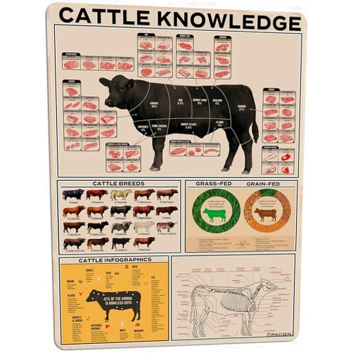 XZHDXTIN Cattle Knowledge Metal Tin Sign Cattle Infographics Funny Poster Farm Cattle Barn Ranch Country Living Room Bedroom Kitchen Home Art Wall Decorated Plaque Gift