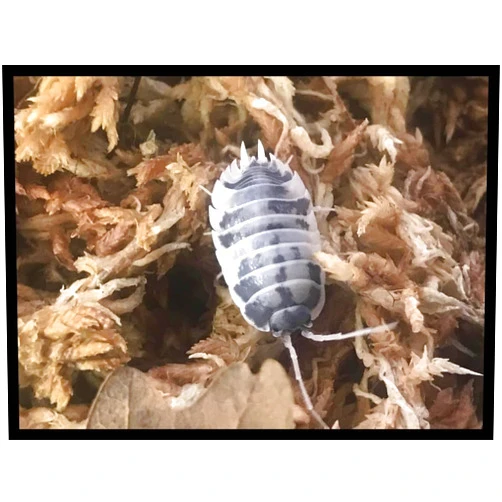Critters Direct Dairy Cow Isopods (Qty-50), for Amphibian/Reptile/Invertebrate Bioactive Habitats