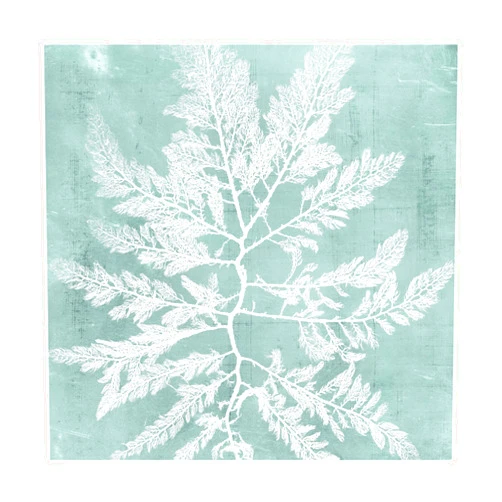 Trademark Fine Art WAG15720-C1414GG Seaweed on Aqua I by Vision Studio, 14x14