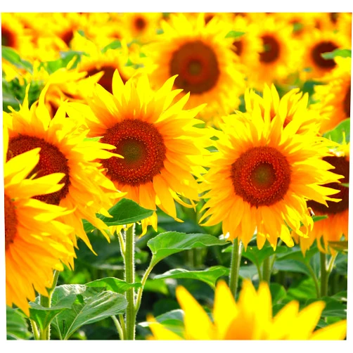 Seeds Of Strength Sunflower Seeds for Planting | 50 Pcs Giant Mammoth Sunflower Seeds to Plant Outdoor Home Garden(1 Pack)